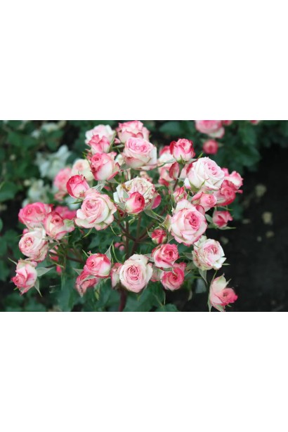 Кущ спрей-троянди Safina з численними біло-рожевими квітами